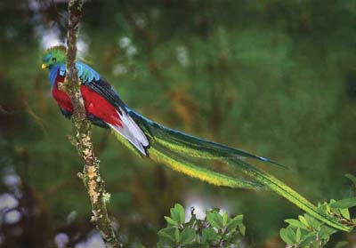 quetzal