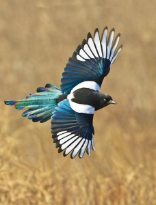 Black bill magpie